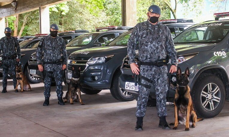 SP recebe nove cães policiais da Europa