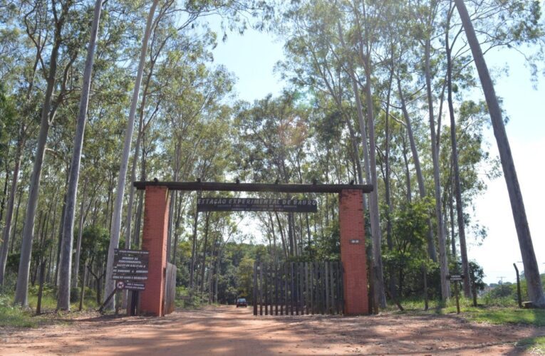 Mães receberão homenagens no Horto o Florestal