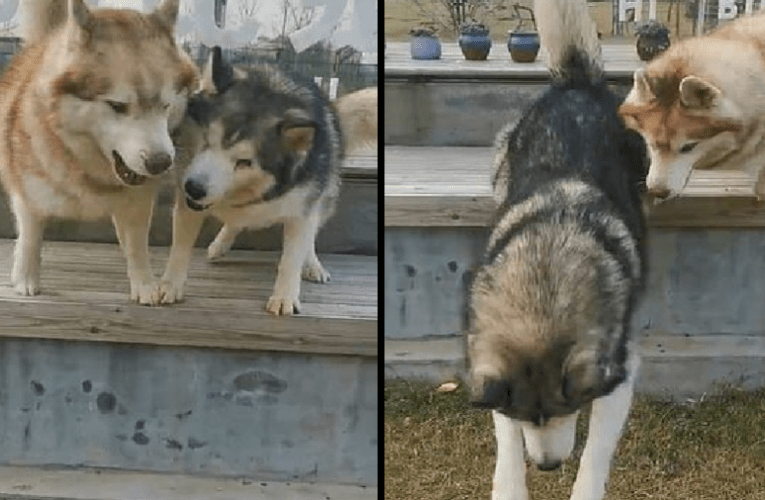 Fraternidade animal: husky ajuda irmão cego a pular de banco