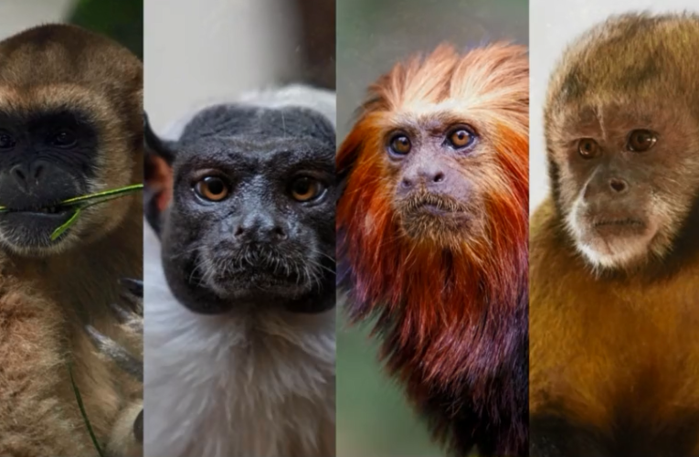 Zoo de Bauru abraça a campanha ‘Somos Todos Primatas’