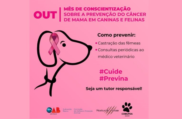 Outubro Rosinha: prevenção do câncer de mama em caninas e felinas