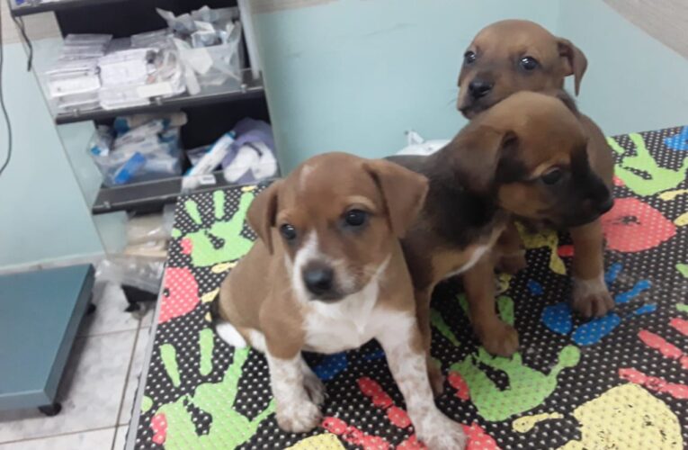 Prefeitura e Agrosolo realizam campanha de adoção de cães