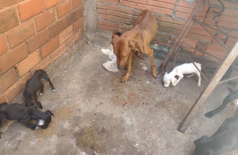 CCZ registra caso de maus-tratos contra animais no José Regino