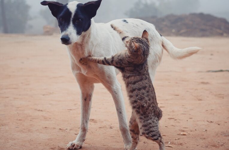 Bauru realiza castração de cães e gatos neste final de semana