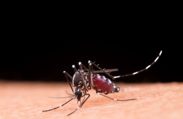 Saúde confirma novos casos de dengue