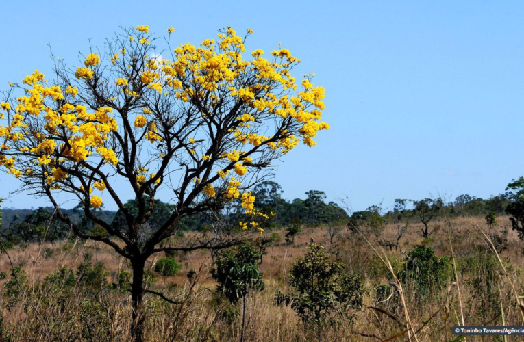Pecuaristas aderem a projeto que busca frear desmatamento no Cerrado