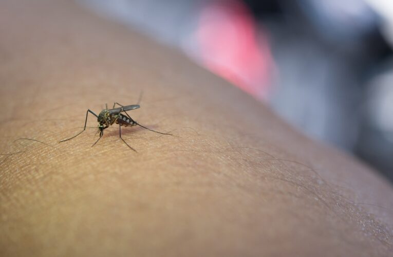 Dengue: Bauru registra 38 novos casos