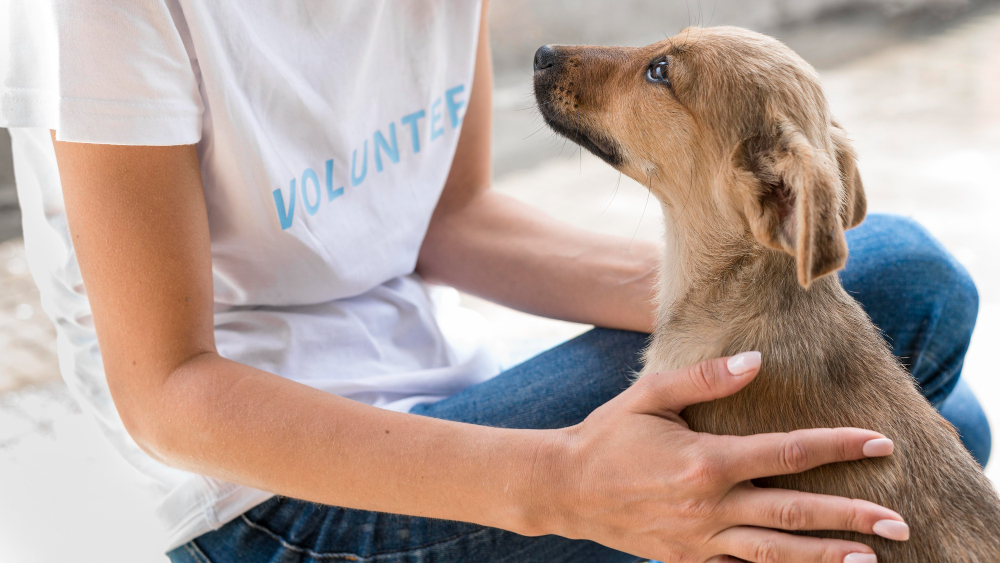 Feira do Parque Vitória Régia tem aula de xadrez e adoção de cães nesta  quarta-feira - 96FM Bauru