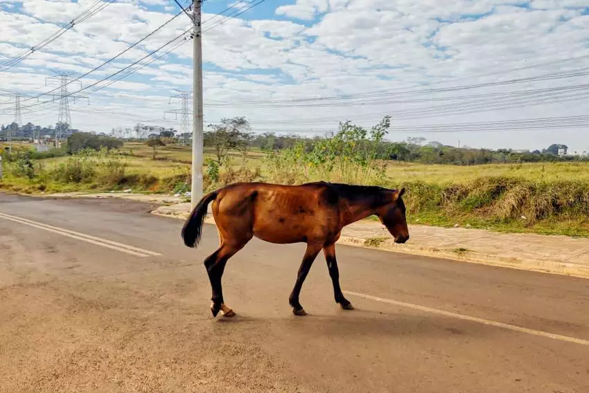 Acidente entre charrete e picape mata cavalo e fere quatro pessoas nos EUA, Tribuna Online