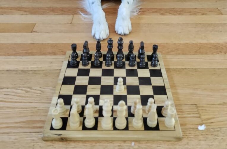Feira do Parque Vitória Régia tem aula de xadrez e adoção de cães nesta quarta-feira