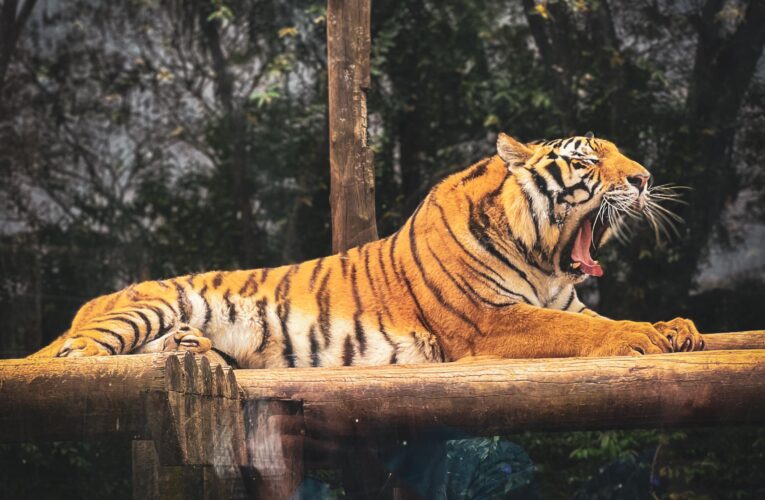 Morre tigre siberiano do Zoo Bauru