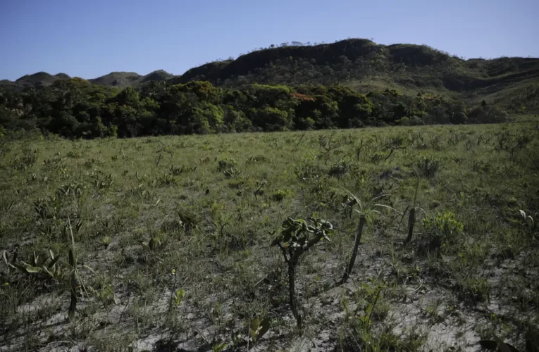 Cerrado: Desmatamento cresce 3% em um ano e área atinge 11 mil km²