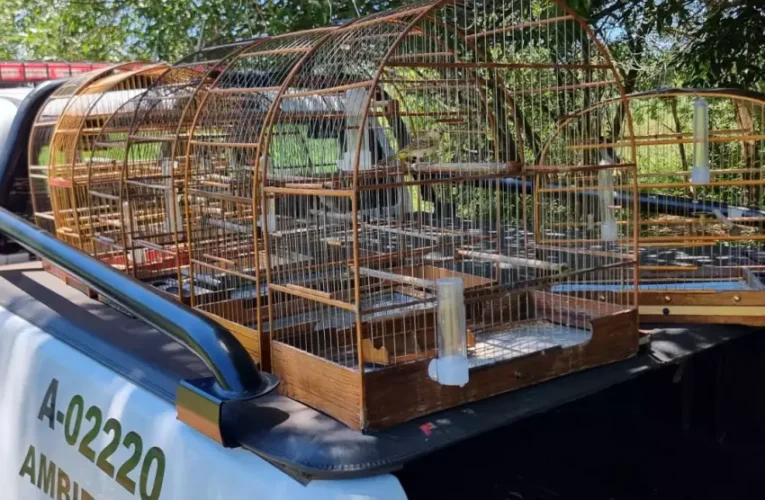 Polícia Ambiental resgata aves silvestres em cativeiro irregular de Bauru