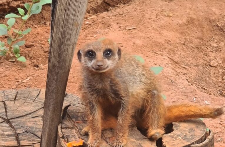 Zoo Bauru libera compra online de ingressos e pagamento via pix ou cartão na bilheteria