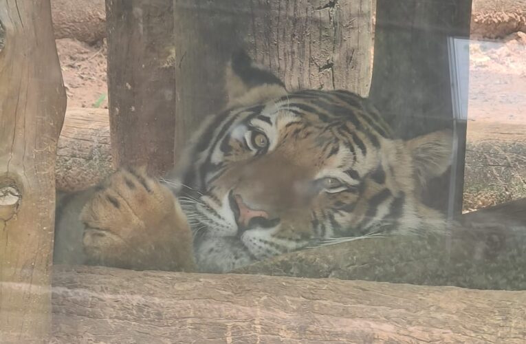 Zoo Bauru volta a funcionar de terça-feira a domingo