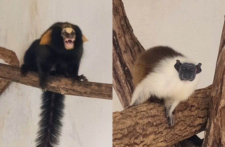 Para conservação da espécie, dois primatas chegam do RJ para o Zoo Bauru