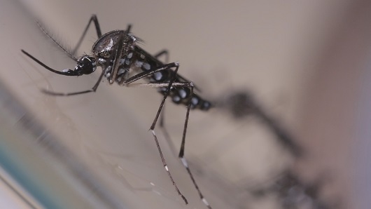 Dengue: Bauru confirma duas novas mortes e se aproxima de 2.500 casos
