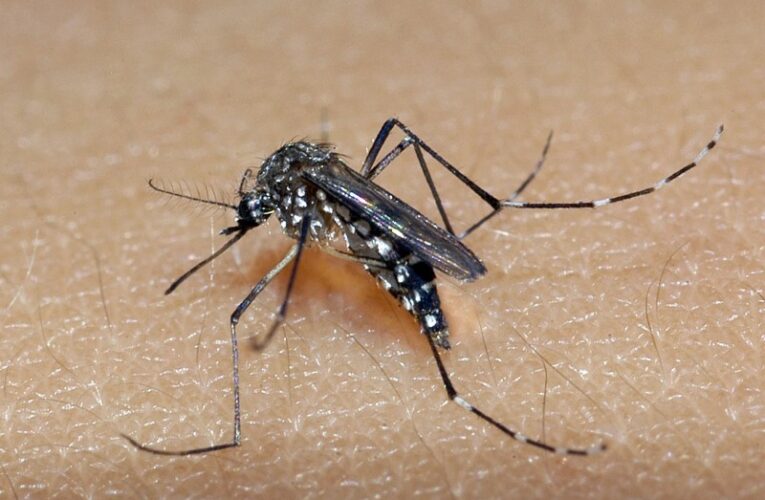 Dengue: Bauru confirma mil casos em 2024