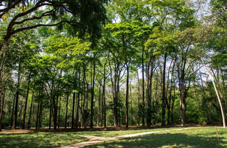 Horto Florestal abre trilhas de caminhada no feriado