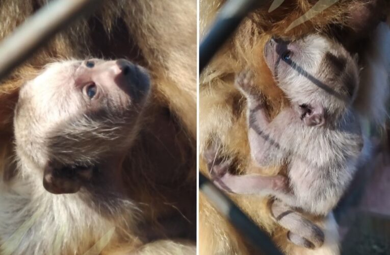 Nascimento no Zoo Bauru: Filhote de bugio é o novo morador do parque