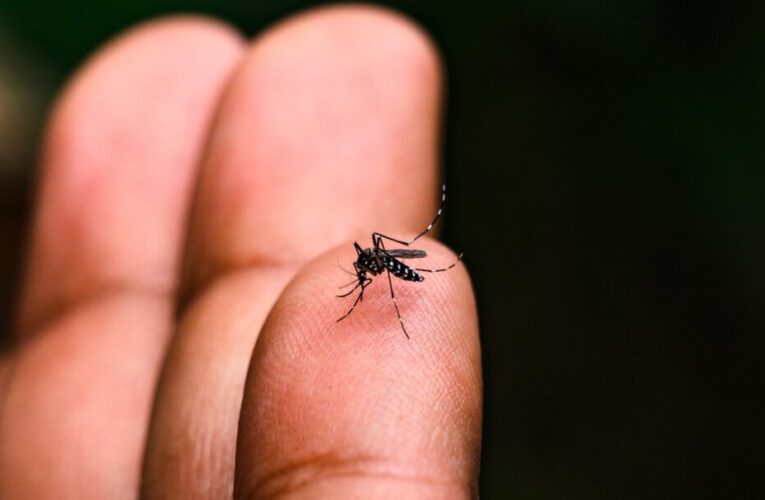 Dengue: Bauru registra mais de 1,2 mil casos em uma semana