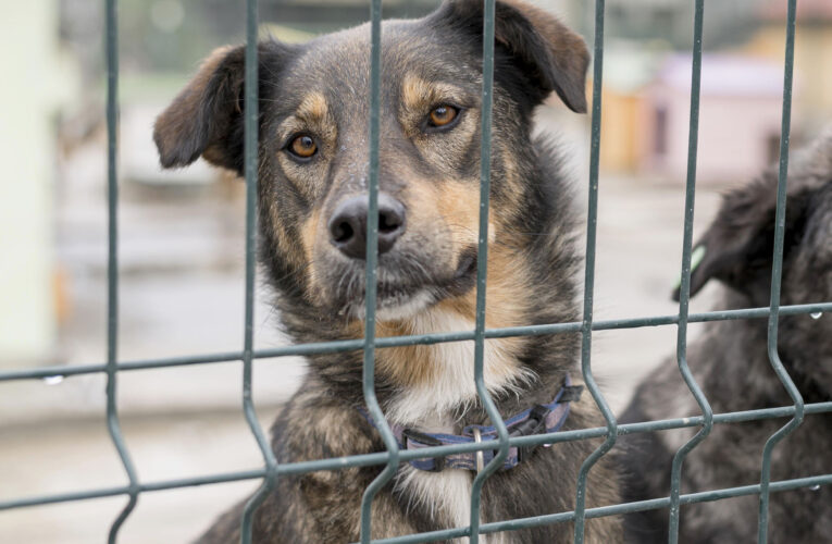 Mês da prevenção da crueldade contra animais: Saiba onde denunciar maus tratos e abandono