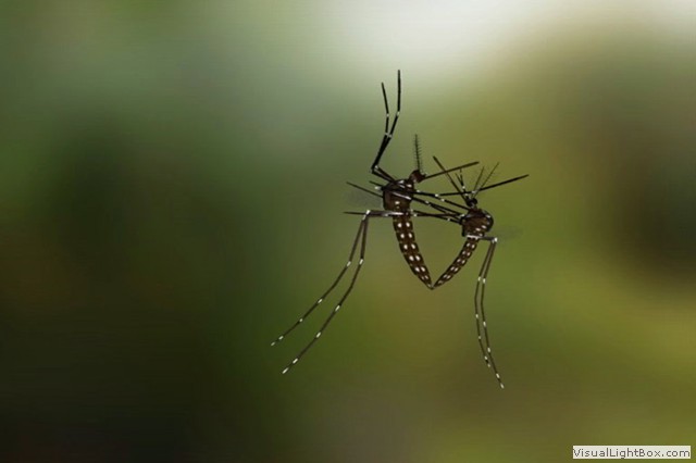 Bauru registra 6.ª morte por dengue em 2024