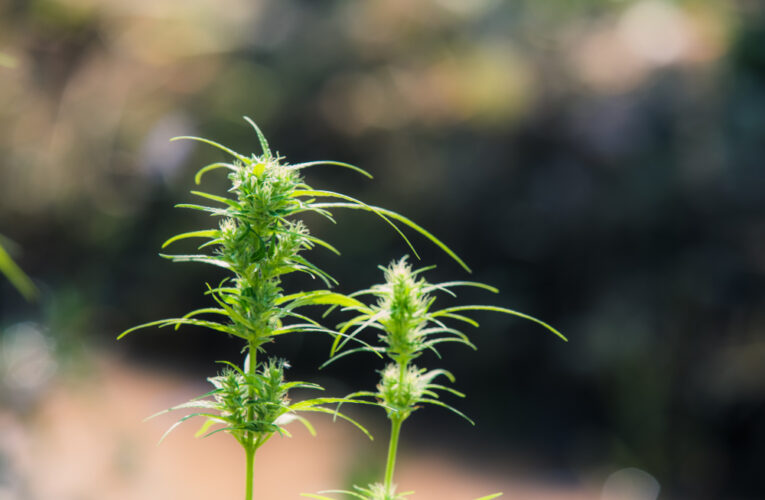 Supremo fixa 40g de maconha para diferenciar usuário de traficante