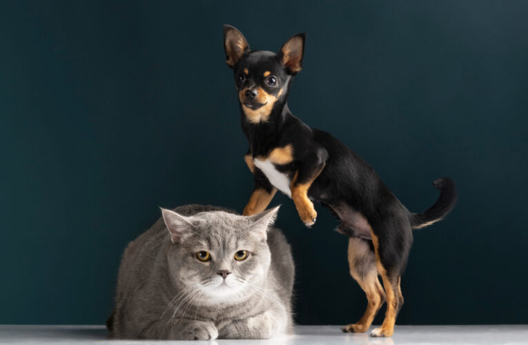 Lei que regulamenta comércio de cães e gatos em SP está em vigor