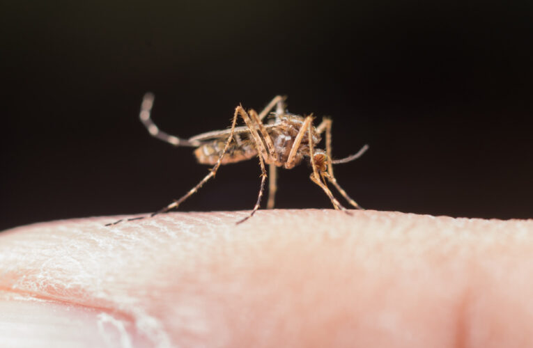 Bauru confirma caso importado de chikungunya