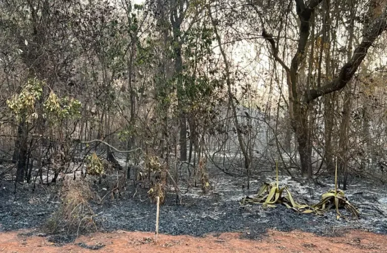 Incêndio consome grande área de mata do Vale do Igapó